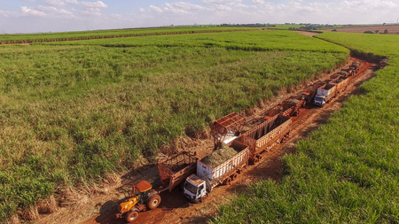 Sugar cane hasvest plantation aerialの写真素材