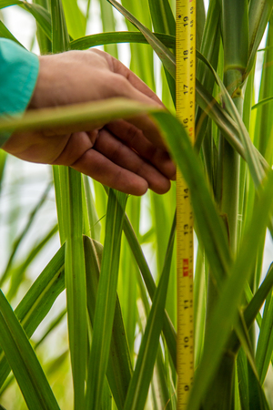 sugar cane measurement workerの写真素材