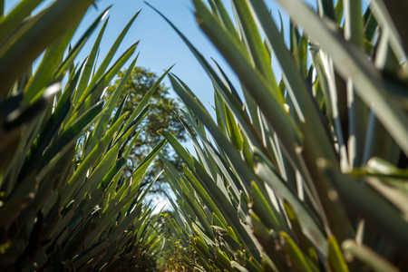 pineapple plantation fruit exoticの写真素材