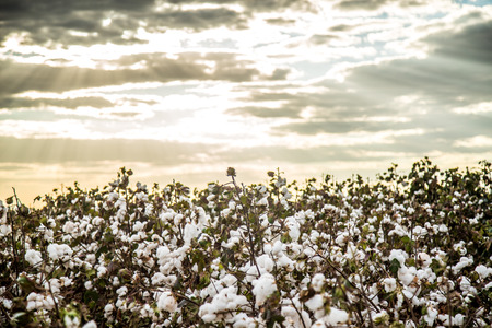 Cotton field plantation texture backgroundの写真素材