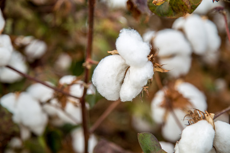 Cotton field plantation texture backgroundの写真素材