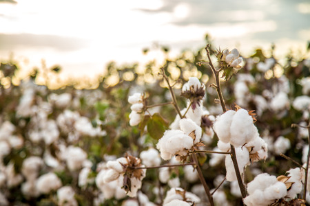 Cotton field plantation texture backgroundの写真素材
