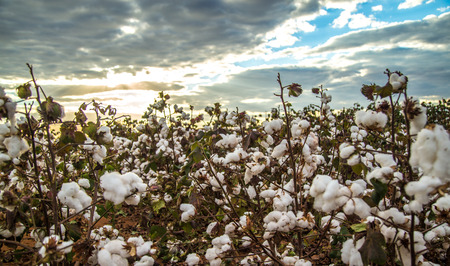 Cotton field plantation texture backgroundの写真素材