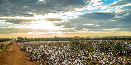 Cotton field plantation texture backgroundの写真素材