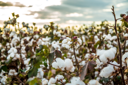 Cotton field plantation texture backgroundの写真素材