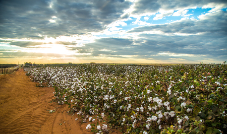 Cotton field plantation texture backgroundの写真素材