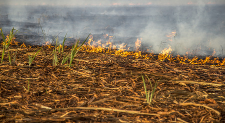 Sugar cane Fire plantationの写真素材