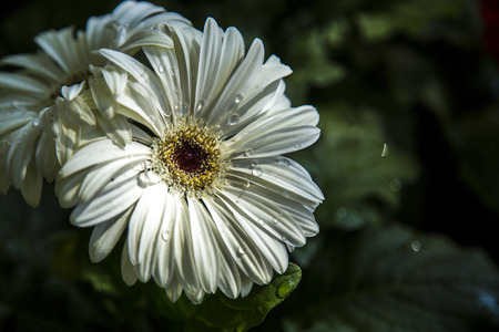 Gerbera flower plant colorの写真素材