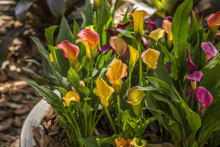 calla flower plant foliage cultiveの写真素材