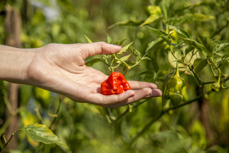 chilli hand cultive farmerの写真素材