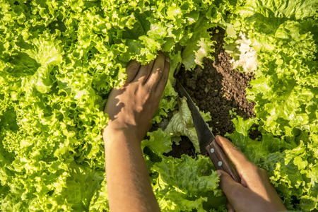 cultivation and harvesting of lettuce irrigationの写真素材