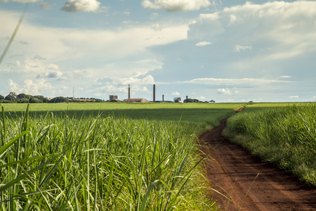 Sugar cane plantation sunsetの写真素材