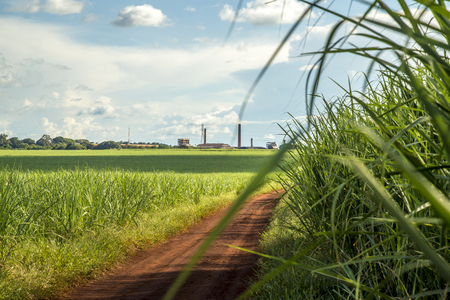 Sugar cane plantation sunsetの写真素材