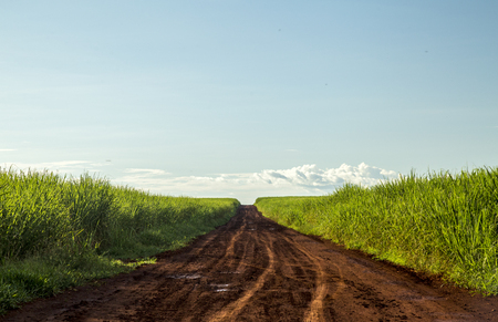 Sugar cane plantation sunsetの写真素材