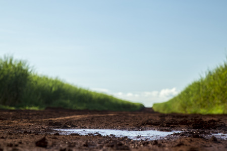Sugar cane plantation sunsetの写真素材