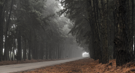 Pine tree mist road beautiful sceneの写真素材