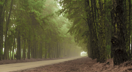 Pine tree mist road beautiful sceneの写真素材