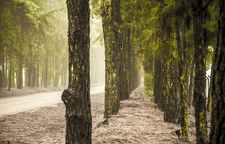 Pine  tree mist road beautiful sceneの写真素材