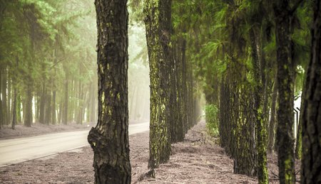 Pine tree mist road beautiful sceneの写真素材