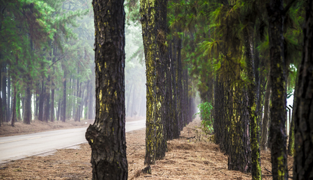 Pine tree mist road beautiful sceneの写真素材
