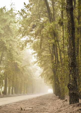 Pine tree mist road beautiful sceneの写真素材