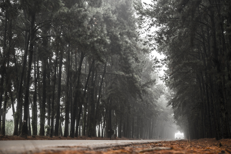 Pine tree mist road beautiful sceneの写真素材