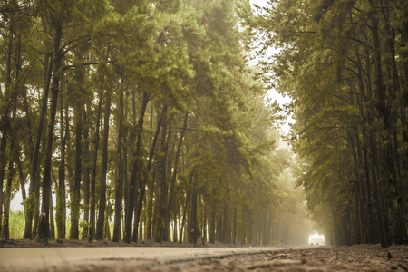 Pine tree mist road beautiful sceneの写真素材