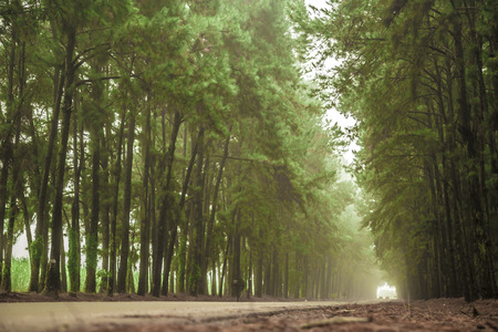 Pine tree mist road beautiful sceneの写真素材
