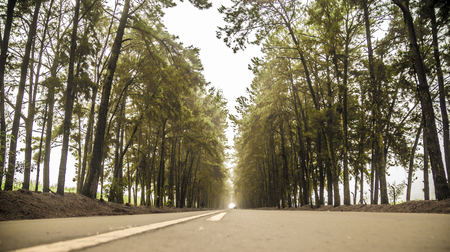 Pine tree mist road beautiful sceneの写真素材