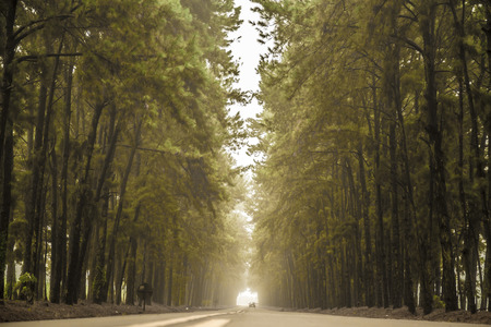 Pine tree mist road beautiful sceneの写真素材