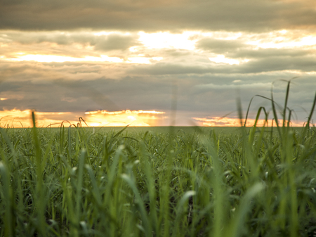 Sugar cane plantation sunset viewの写真素材