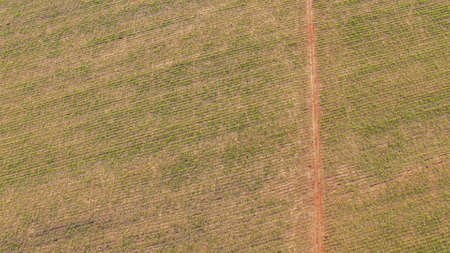 Sugar cane plantation sunsetの写真素材