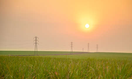 Sugar cane plantation sunsetの写真素材