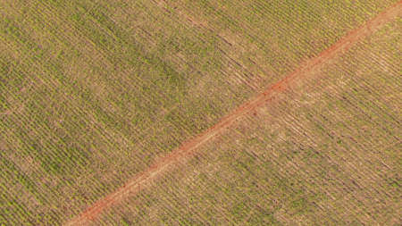 Sugar cane plantation sunsetの写真素材