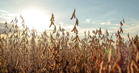 soybean dry plantation with sky on the horizon sunset viewの写真素材