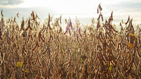 soybean dry plantation with sky on the horizon sunset viewの写真素材