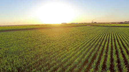 sugar cane plantation farmの写真素材