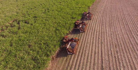 Sugar cane hasvest plantation aerialの写真素材