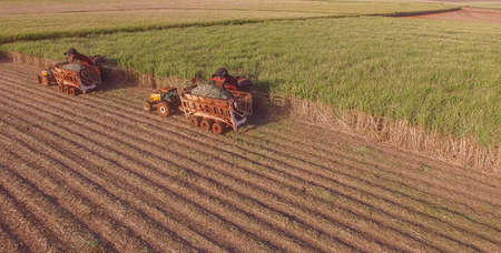 Sugar cane hasvest plantation aerialの写真素材