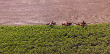 Sugar cane hasvest plantation aerial