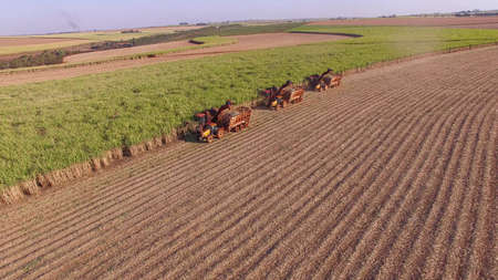 Sugar cane hasvest plantation aerialの写真素材