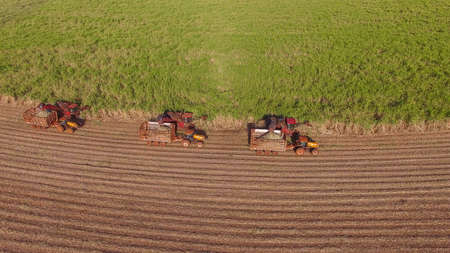 Sugar cane hasvest plantation aerial