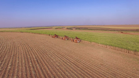 Sugar cane hasvest plantation aerialの写真素材