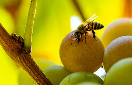 bee feeding on a grape near the harvest defocused selective focus