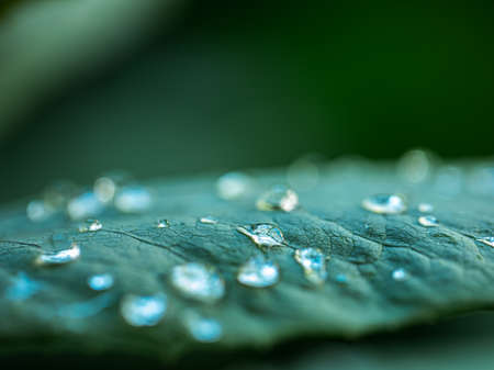 likes water on green leaf with defocused selective focusの写真素材