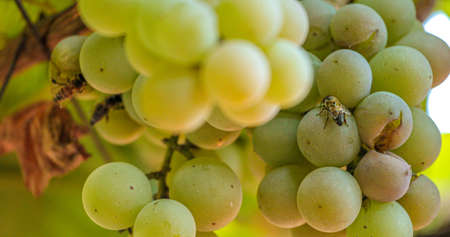 bee feeding on a grape near the harvest defocused selective focusの写真素材