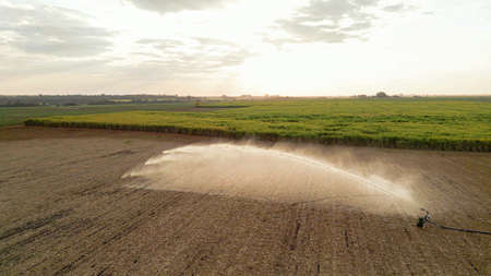 Sugar cane sunset plantation beautiful irrigationの写真素材