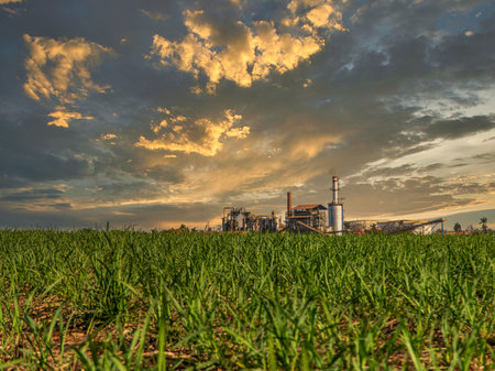 sugar cane plantation farm sunset factory in backgroundの写真素材