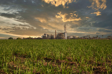 sugar cane plantation farm sunset factory in backgroundの写真素材