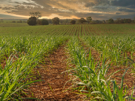 sugar cane plantation farm sunset factory in backgroundの写真素材